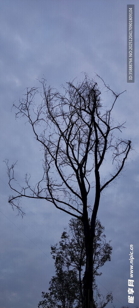 枯树挺立在阴沉天空下