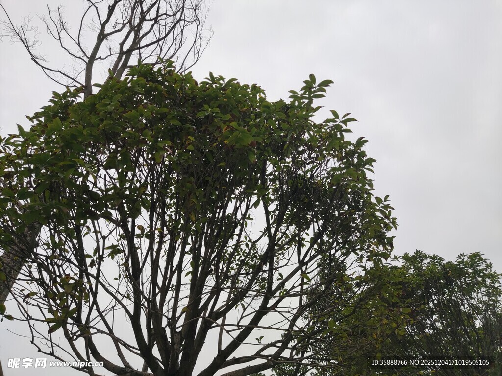 繁茂树木与光秃树枝对比