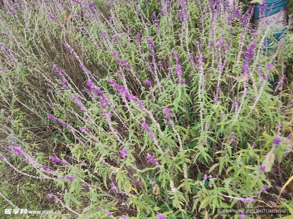 紫色花丛生机盎然