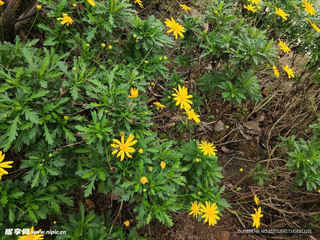 绿叶间的黄色小花绽放