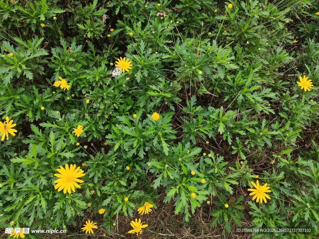绿叶间绽放的黄色小花