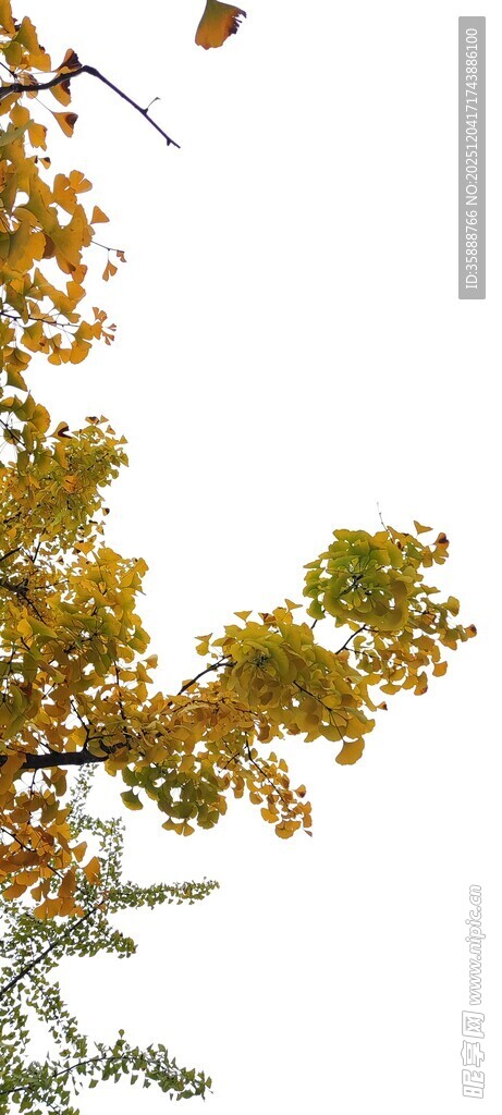 枝头黄叶展现秋日景致