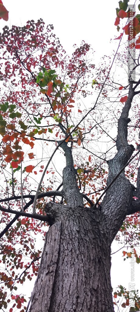 秋日老树枝头红叶点缀