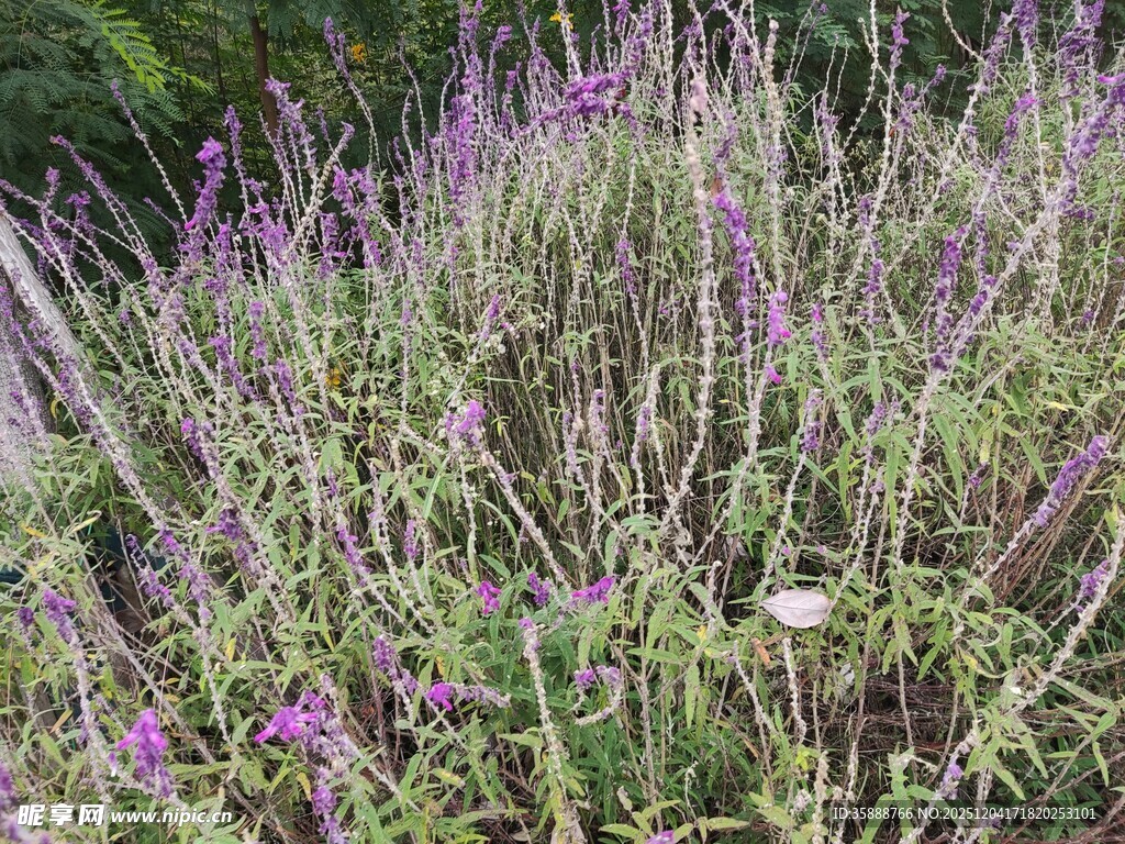 紫色野花绽放于草丛中