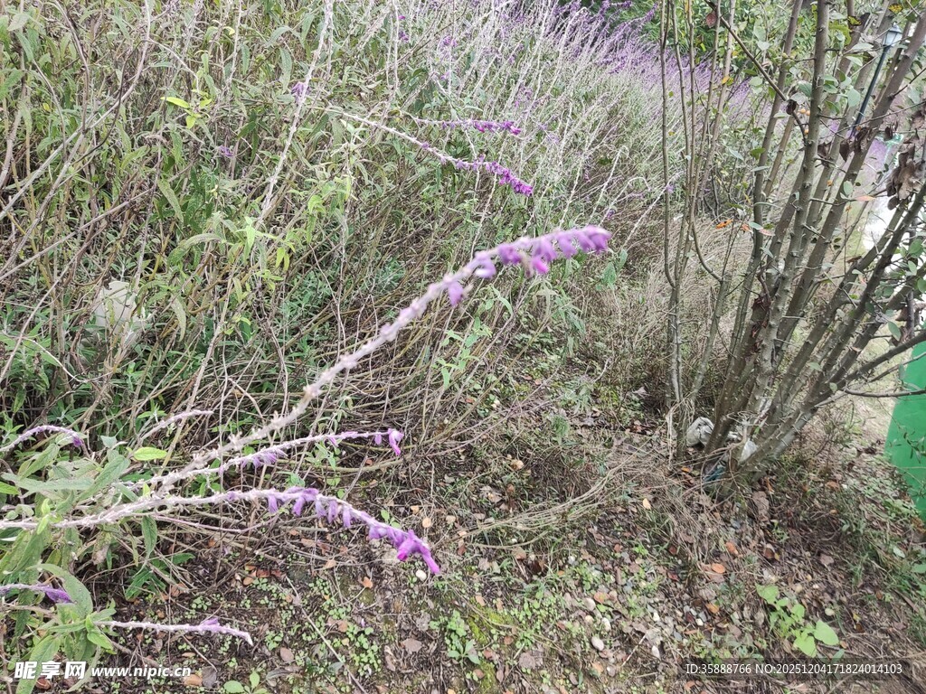 紫色野花绽放于草丛间