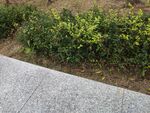 路边绿植与灰色步道