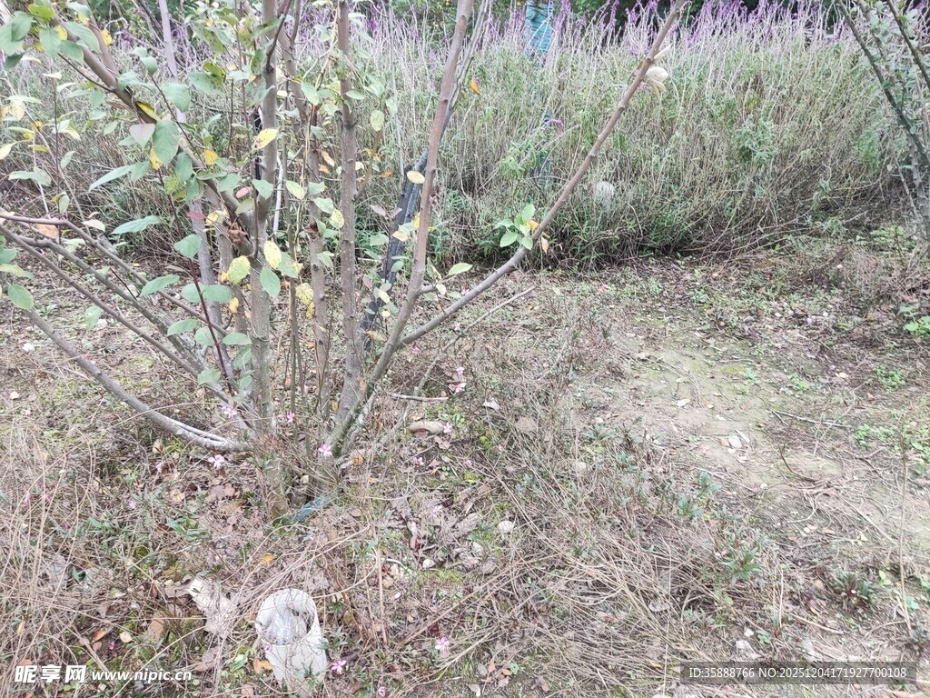 野外稀疏植物景象