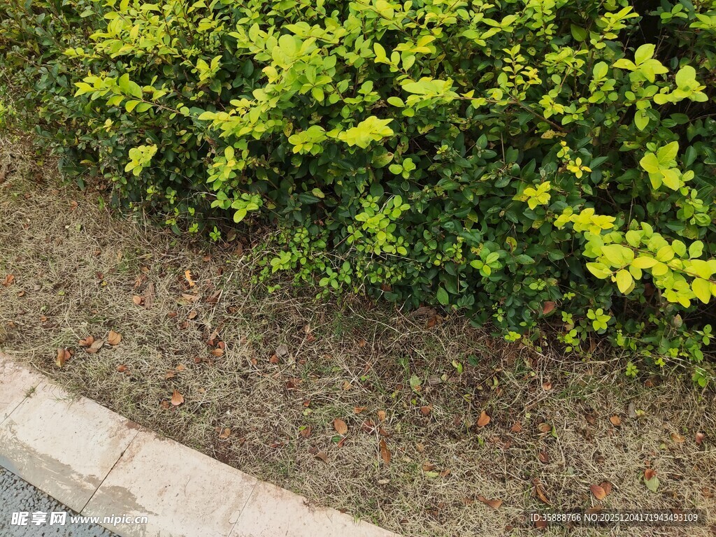 路边翠绿灌木丛