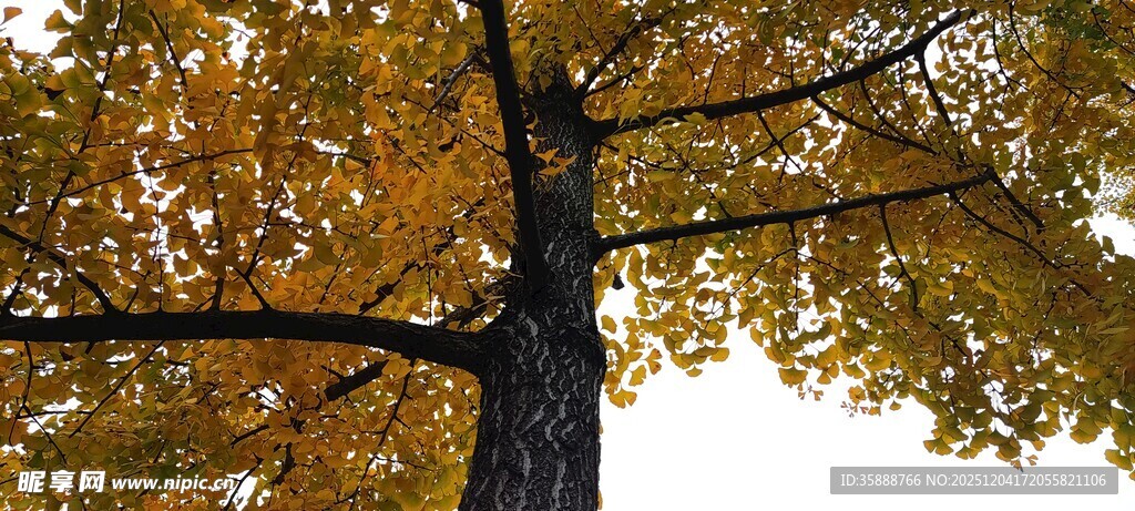 秋日金黄树冠特写