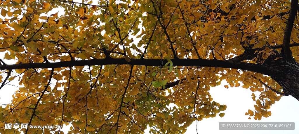 秋日金黄树枝的美丽景致