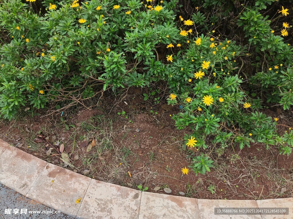 花坛中的黄色小花