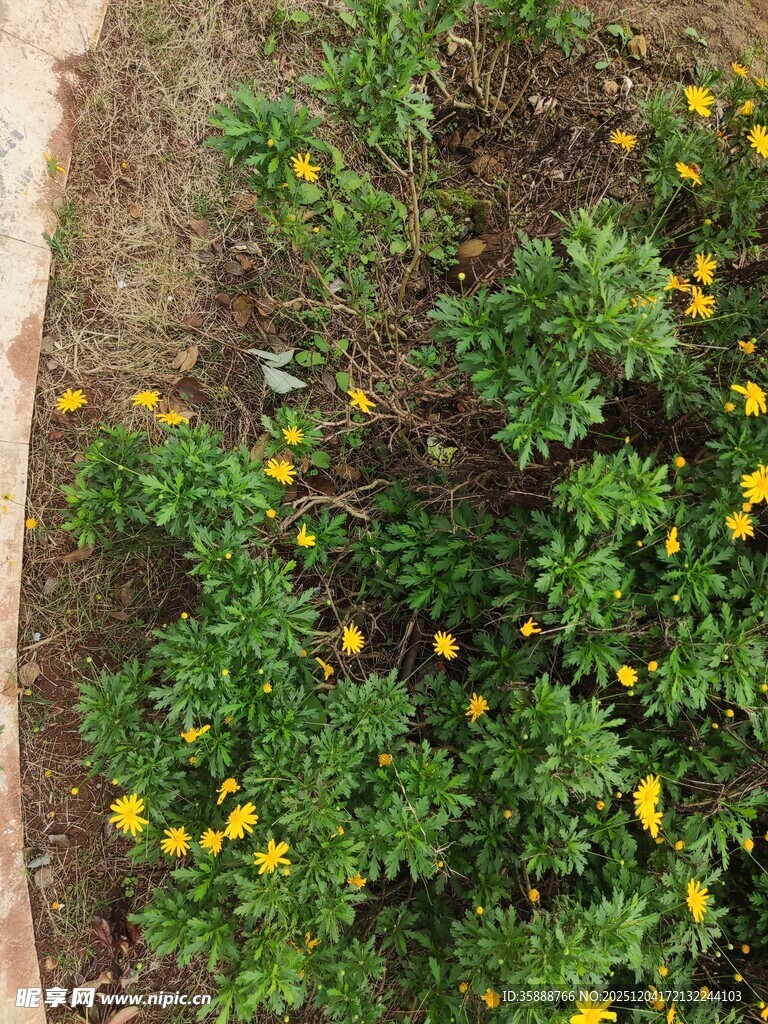 黄色小花绿植景观