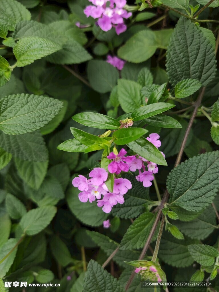 绿叶间绽放的紫色小花