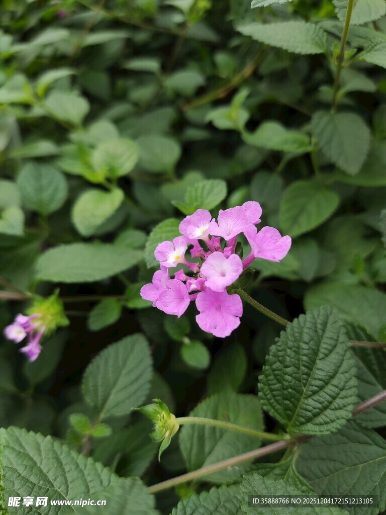 粉色小花绽放绿叶间