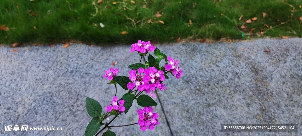 路边绽放的粉色小花