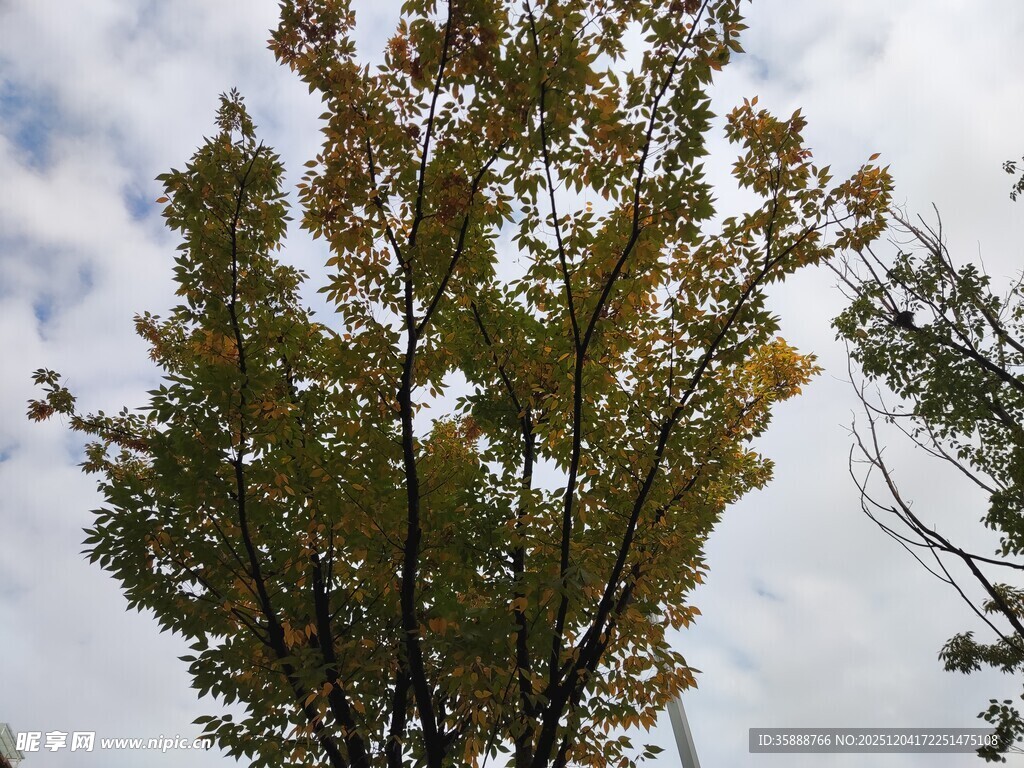 秋日树梢斑斓树叶映蓝天
