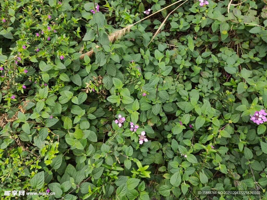 绿叶丛中的紫色小花