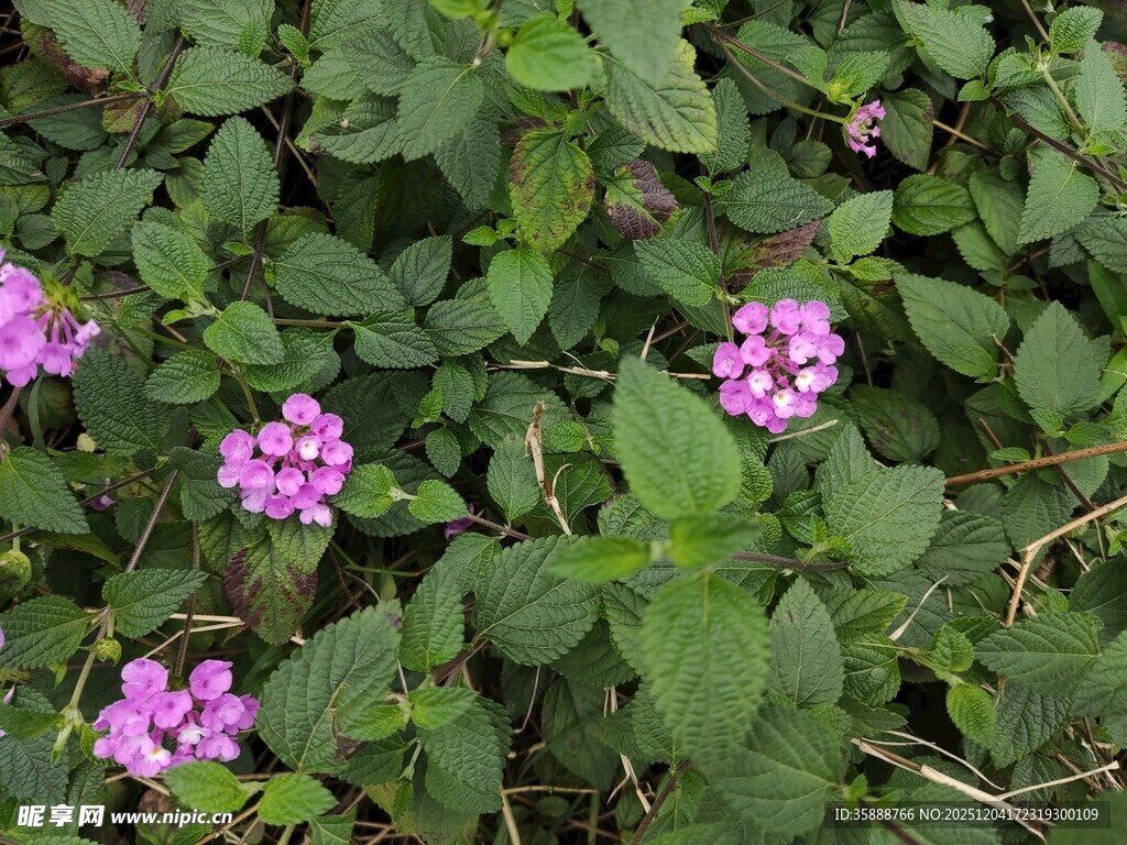 绿叶丛中的娇艳紫花