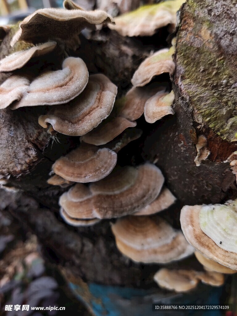 树干上生长的层层蘑菇