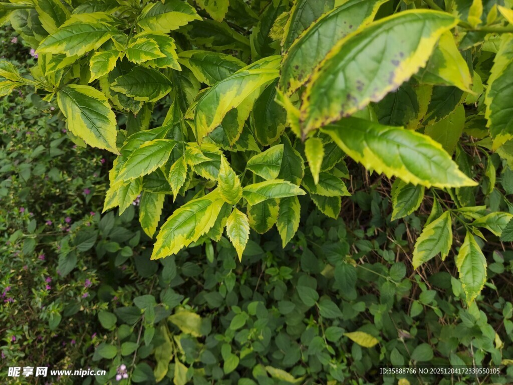 翠绿斑斓的植物叶片