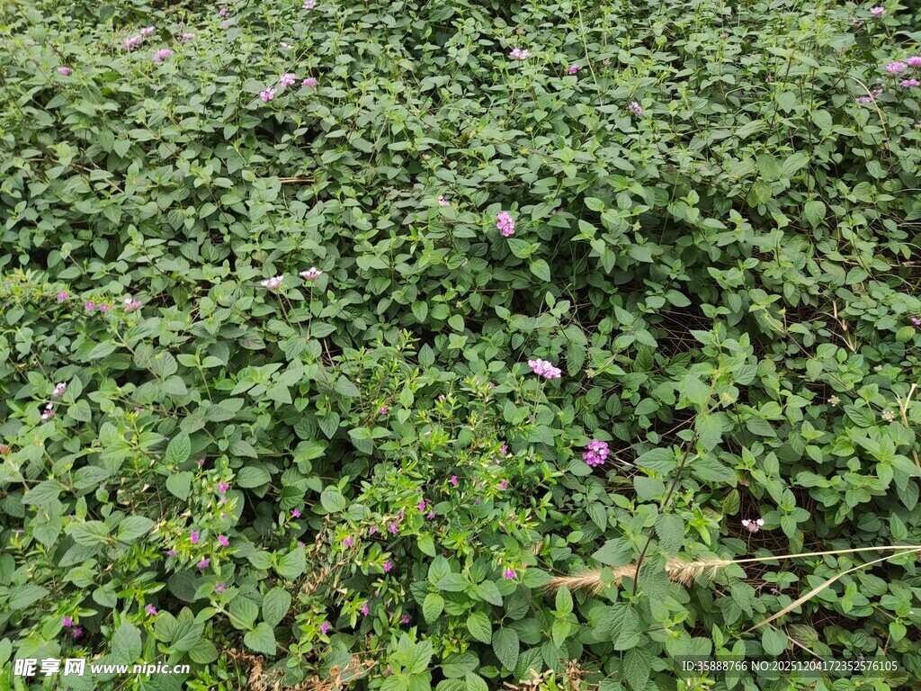 繁茂绿植中的点点紫花