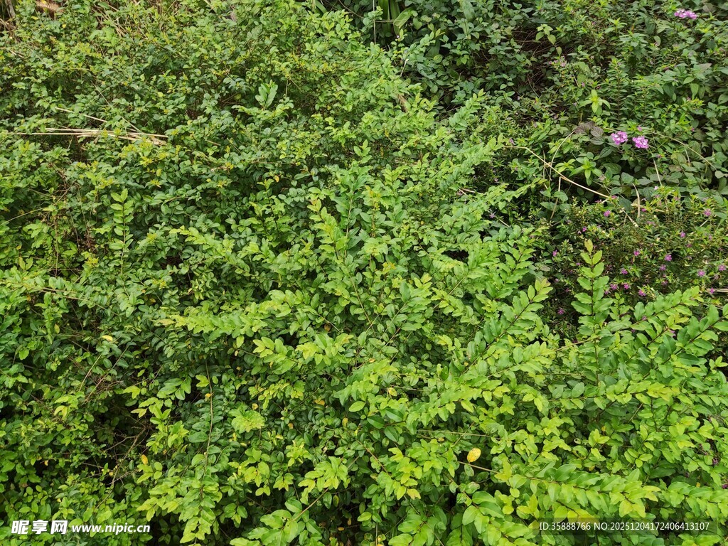 翠绿繁茂的绿植景观