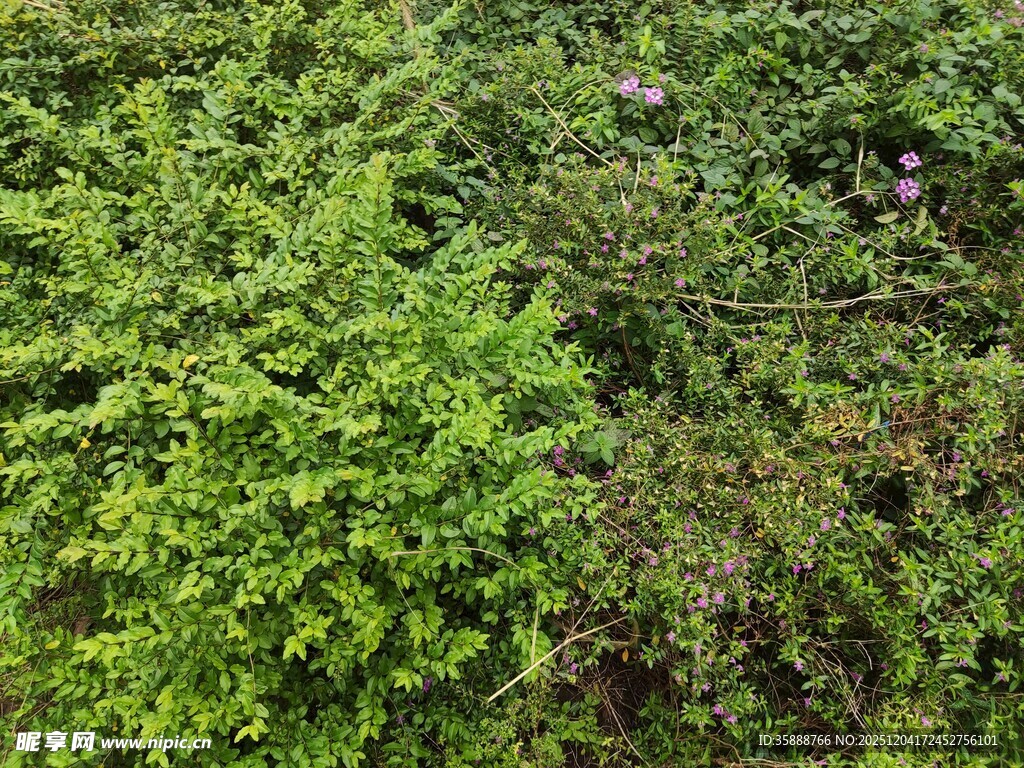 繁茂绿植景观