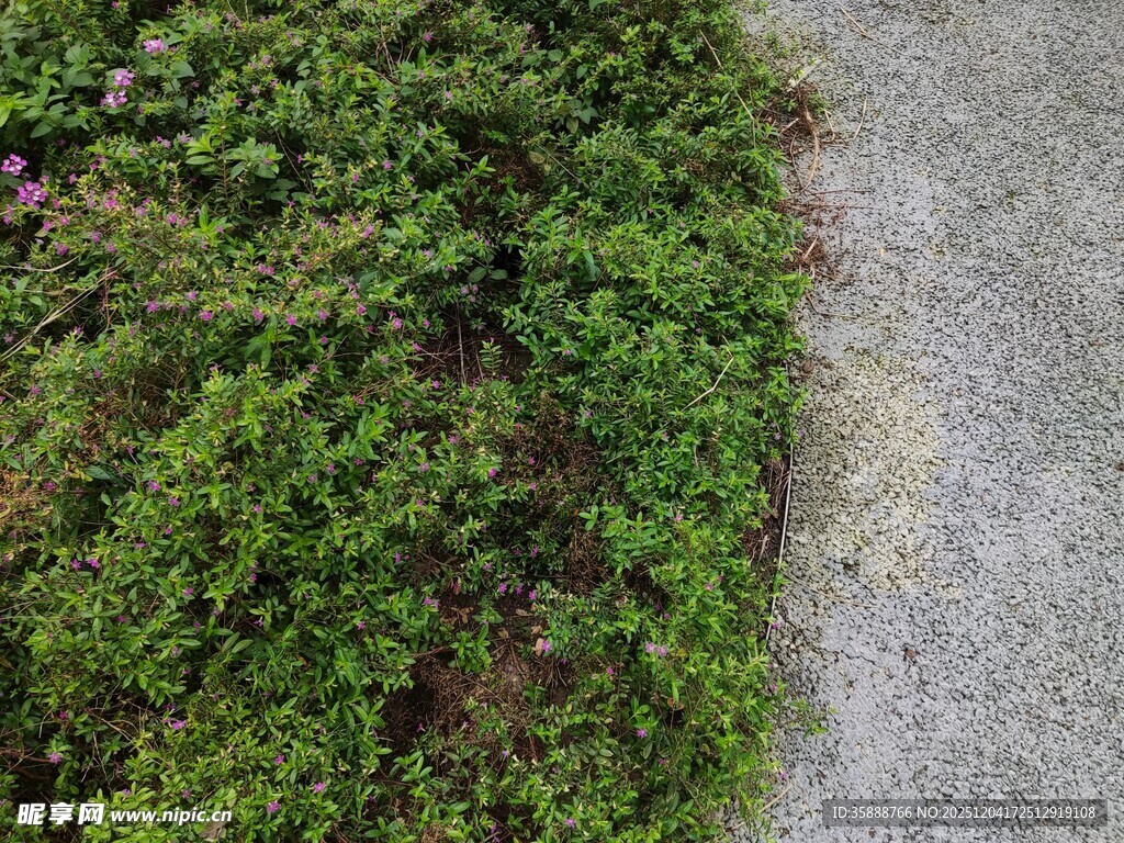 路边翠绿繁茂的低矮植被