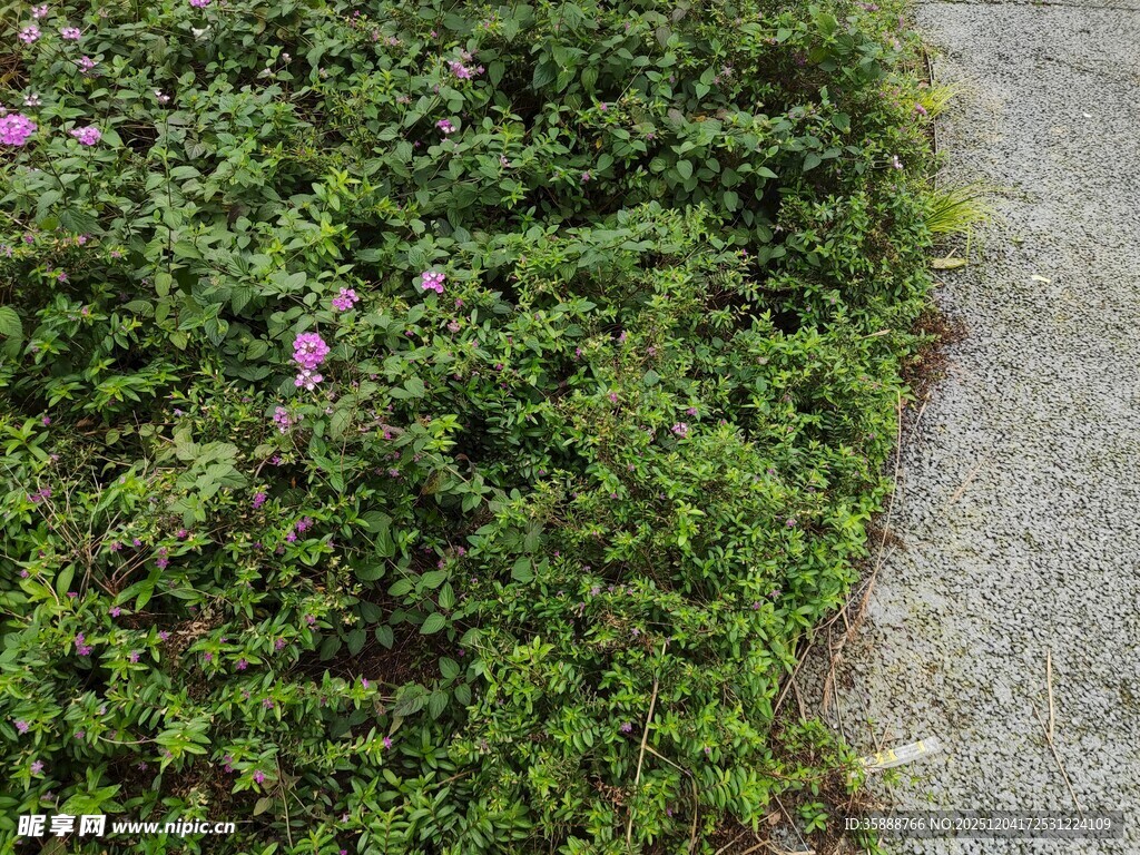 路边繁茂绿植与零星花朵