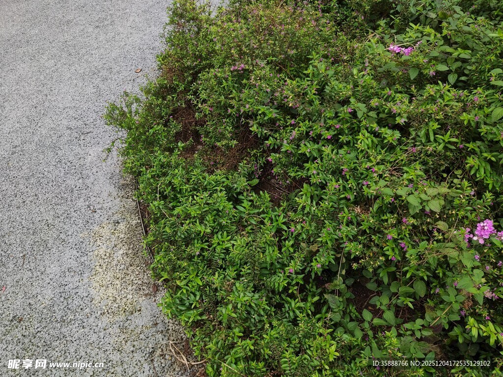 路边绿植与绽放小花