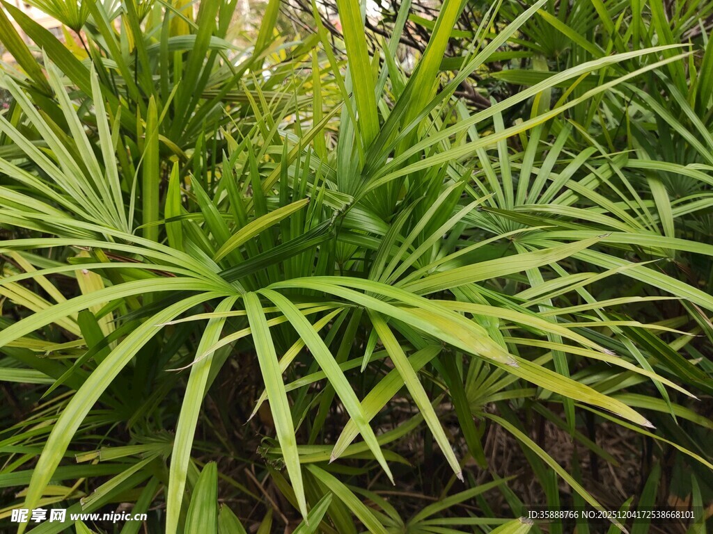 翠绿剑叶植物特写