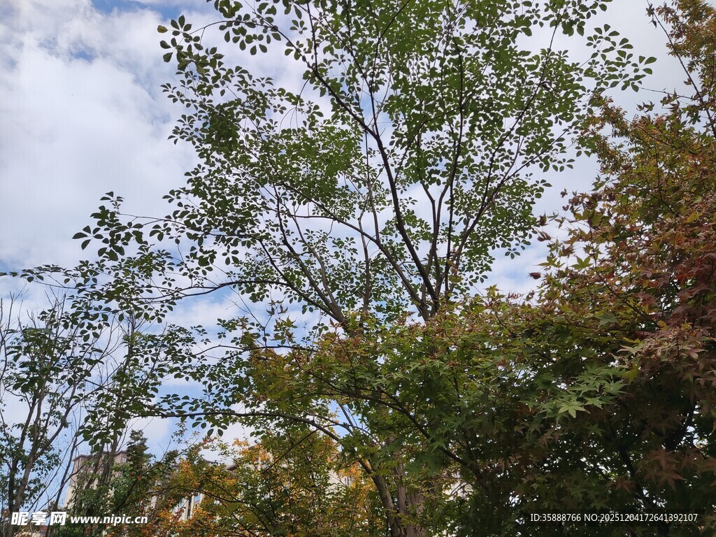 秋日树梢蓝天白云相伴