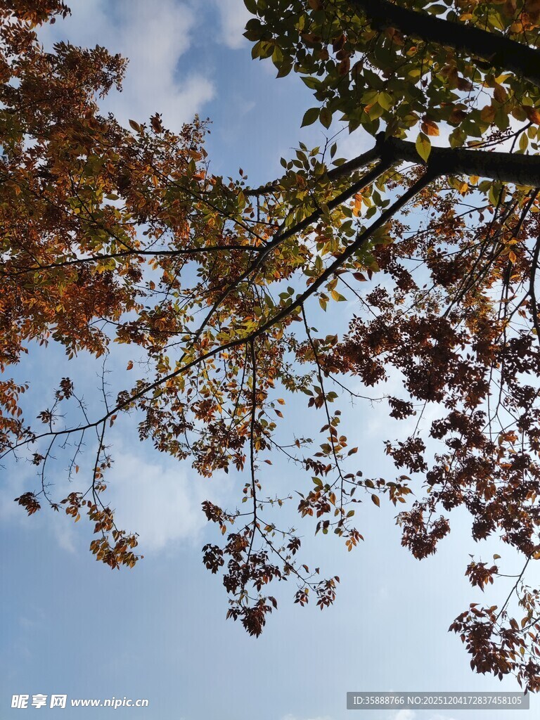 秋日树梢与蓝天美景