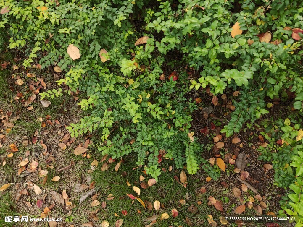 翠绿灌木丛中的散落枯叶