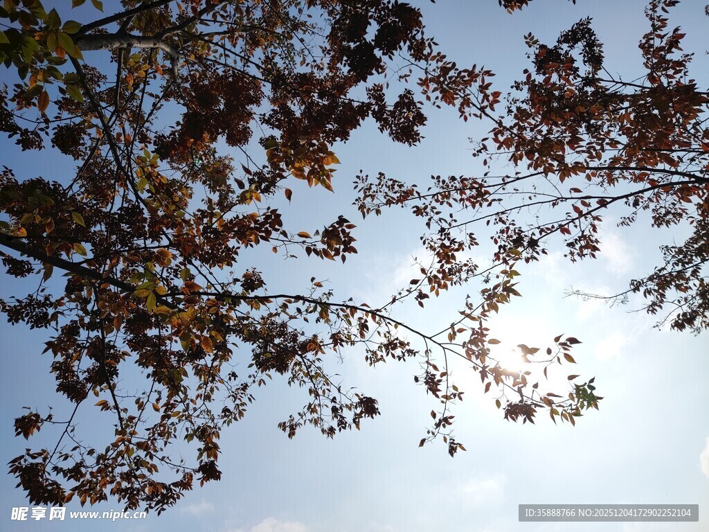 仰视枝叶间的晴朗天空