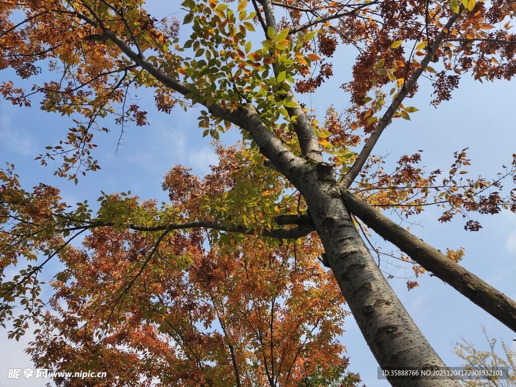 秋日仰拍多彩树木景观