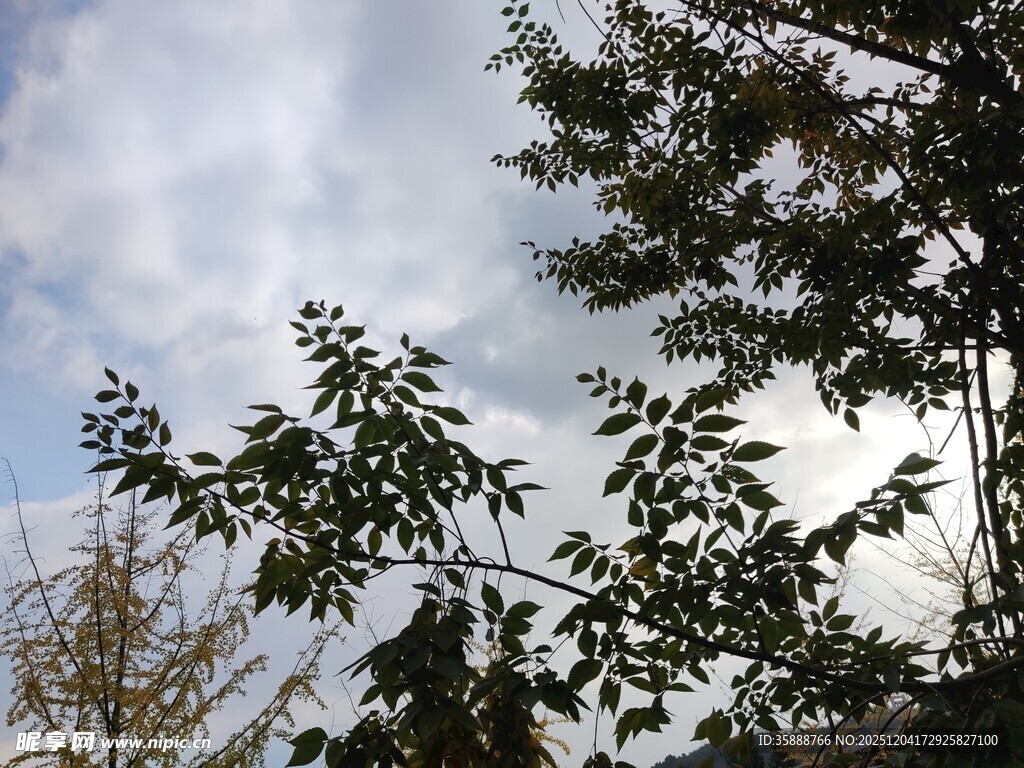 树梢上的天空与枝叶