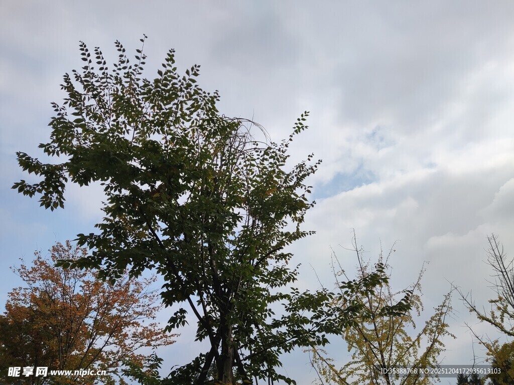 天空下的葱郁树木