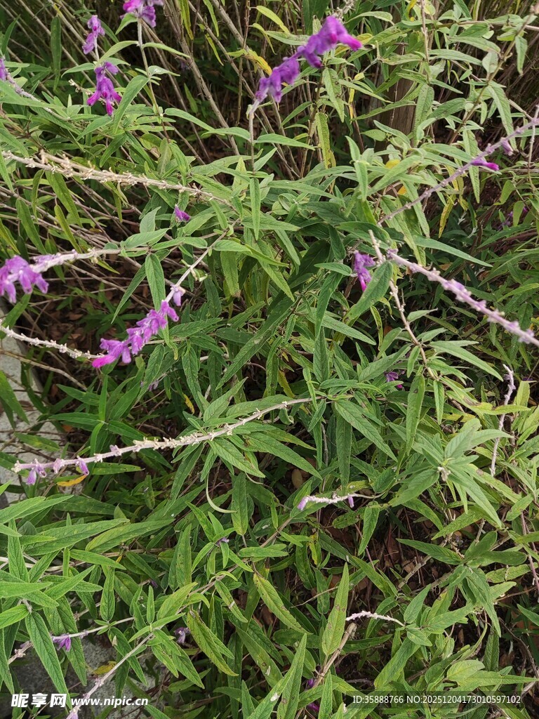 紫色小花绽放绿色草丛