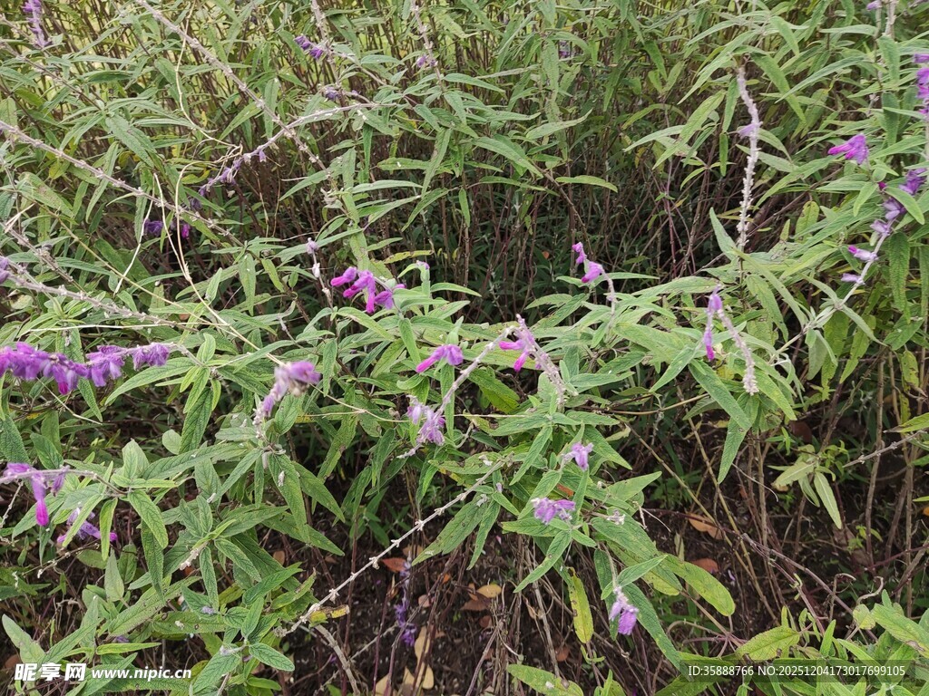 紫色野花生长于绿叶间