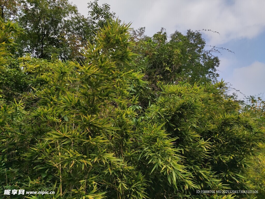 茂密葱郁的绿色树林景观