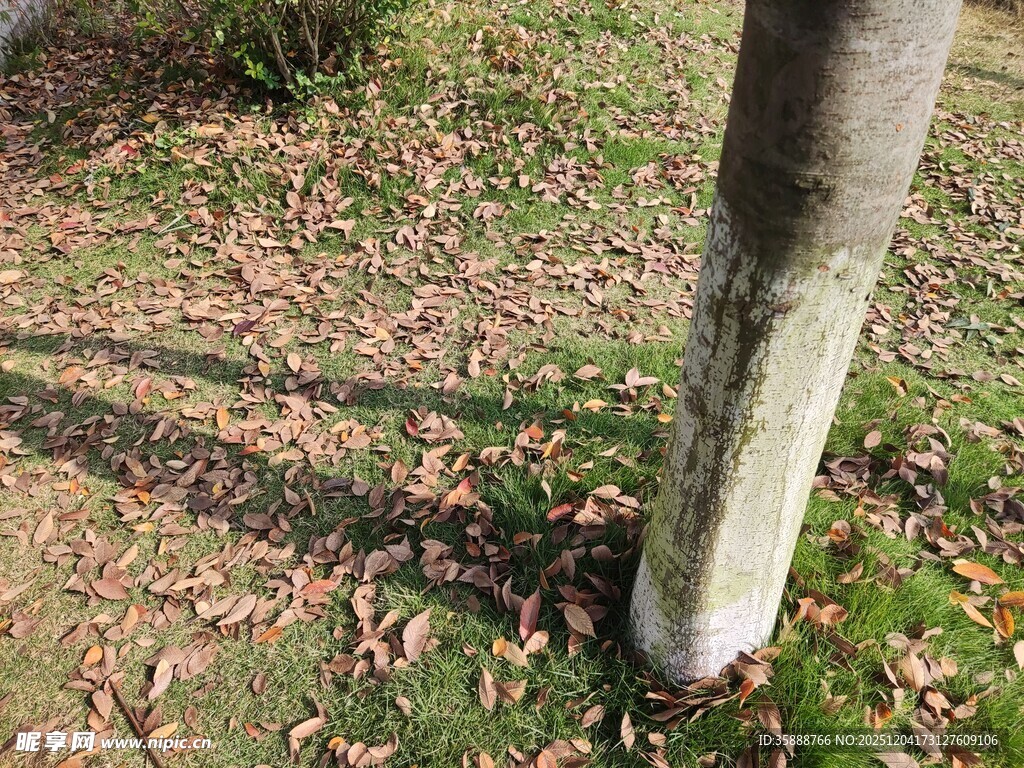 树下地面落叶与树干景象