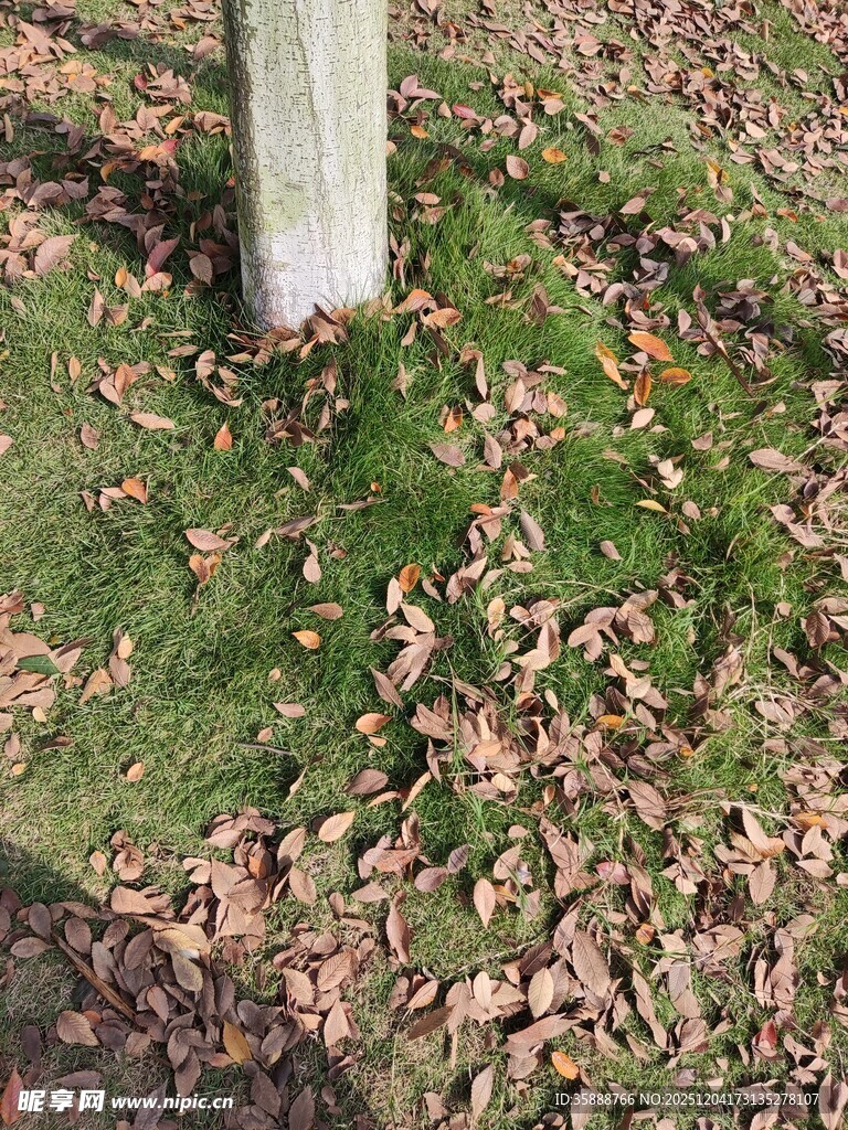 树下落叶铺就的秋日景象