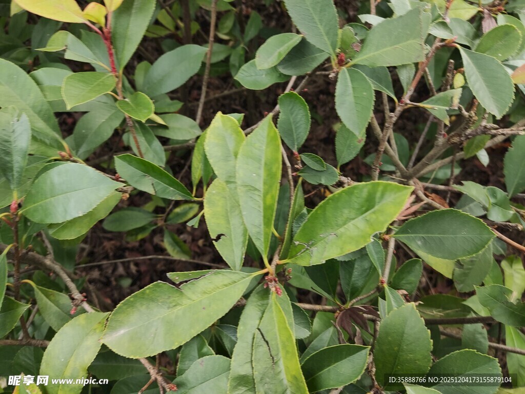 绿叶繁茂的植物景观