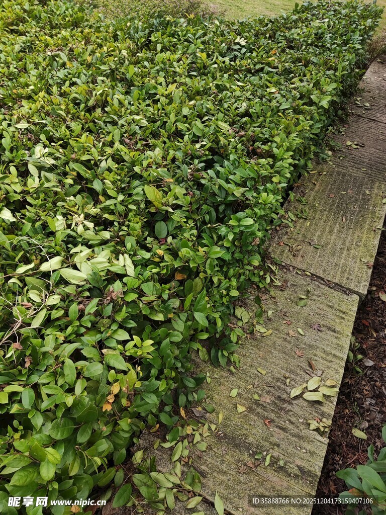 绿意盎然的植物小径