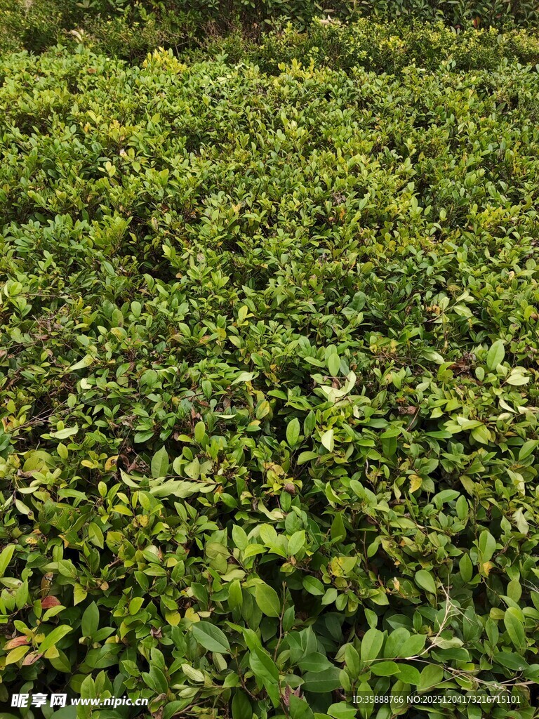 翠绿繁茂的植物景观