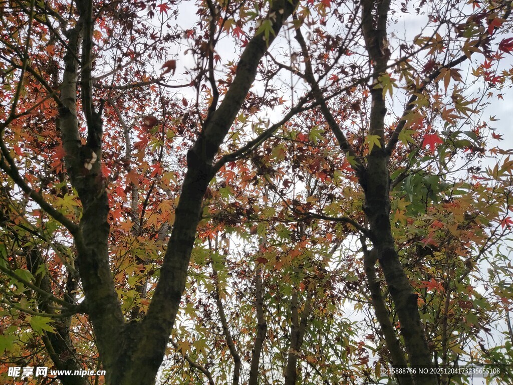 秋日斑斓树林景象