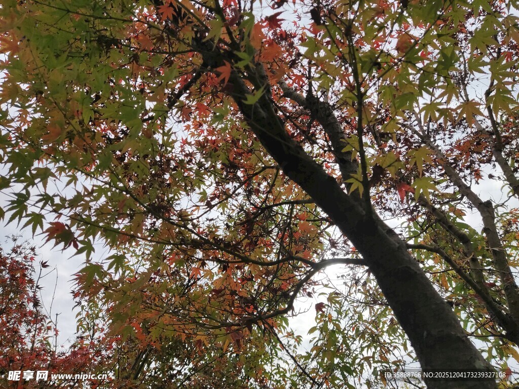 秋日红枫树枝特写
