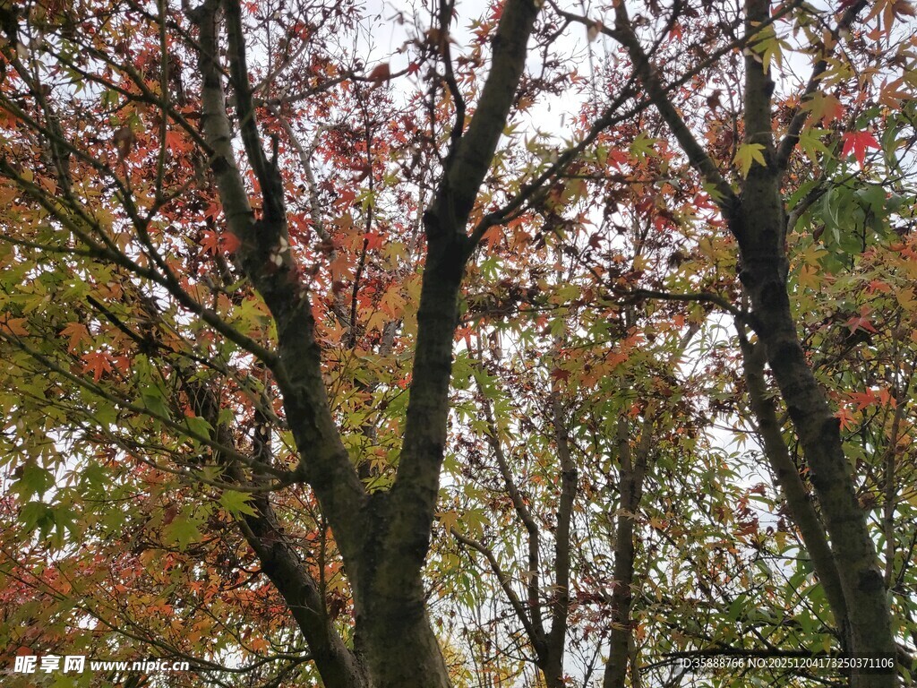 秋日斑斓树林景象