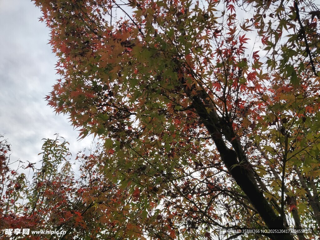 秋日红枫树枝景观